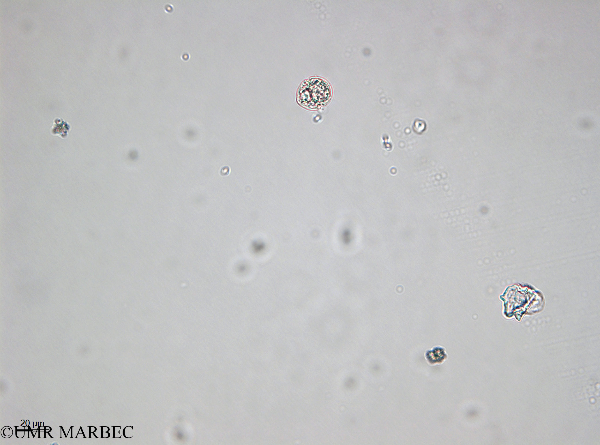 phyto/Bizerte/bizerte_bay/RISCO April 2014/Scrippsiella spp (- 140729 -3)(copy).jpg